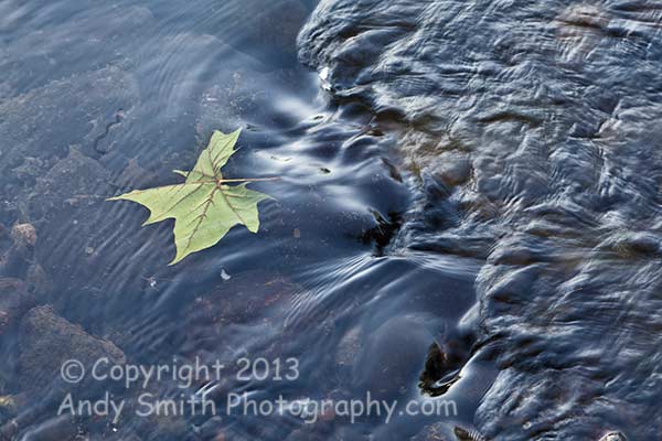 Leaf in the Water, Delaware River